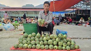 Harvesting Pumpkin Garden Goes to market sell - Pet Care | Solo Survival