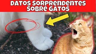 25 Hechos Sorprendentes Sobre Gatos Que Probablemente No Sabías