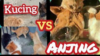 KUCING VS ANJING Siapa Yang Menang - Pertarungan Sampai Mati