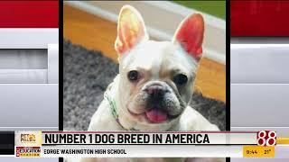 Number 1 Dog Breed in America