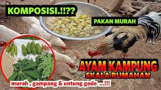 Cara Membuat Pakan Alternatif Murah  Ayam Kampung skala rumahan