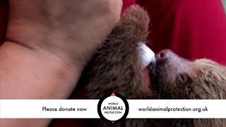 "Listen" - World Animal Protection TV ad 2019