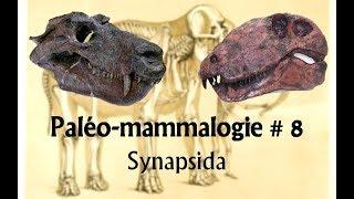 Paléomammalogie #8 Synapsida