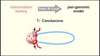 The pan-genomic model: the role of transcription factories in chromosome structure and function – 7