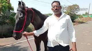 SHARANYA HORSE FARM || Nashik Maharashtra _ Ankush Salve