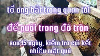 tổ ong bắt trong quan tài" để nuôi trong đõ tròn, sau 15 ngày kiểm tra và cái kết quá nhiều mật.