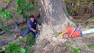 Exhausting ‼️ special rain tree in difficult terrain - STIHL & Husqvarna Chainsaw