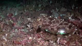 Cuttlefish Hunting by Roger Uzun, San Diego, CA