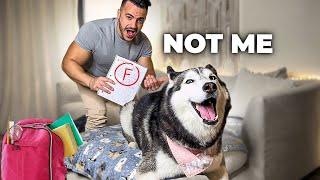 My Talking Husky Got a Bad Grade & SHE FREAKS OUT! (TEMPER TANTRUM)