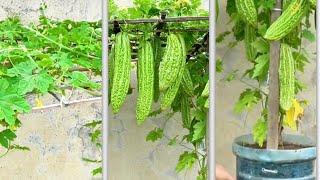 Grow Bitter Melon at Home Using Large Bottles: Perfect for Small Spaces!