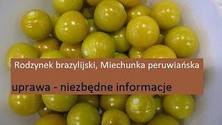 Rodzynek brazylijski, Miechunka peruwiańska, Physalis peruviana - uprawa