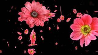 Falling flower background || 4k video | vmc Creation Network