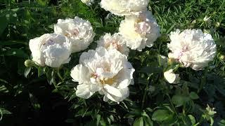 Пион ЧИНУК  Paeonia CHINOOK: обзор, описание, цветение, отзыв