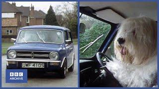 1979: Meet the Incredible DRIVING SHEEPDOG | That's Life! | Weird and Wonderful | BBC Archive