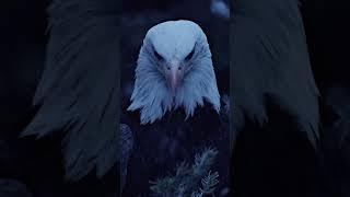 Eyes of the forest and the river, always watching 
