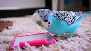 8 Hours of Peaceful Cookie Budgie Sounds for Stress Relief