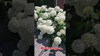 The Fully Bloom Most  Amazing Hydrangeas #youtubeshorts #youtube ##youtubehighfive