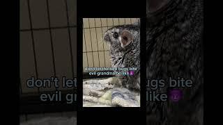 Don’t be that evil grandma#grandma #funny #chinchilla