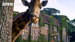 Staying In A Giraffe Hotel | BBC Earth Explore