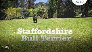 Staffordshire bull terrier information: Temperament, Lifespan & More | Petplan