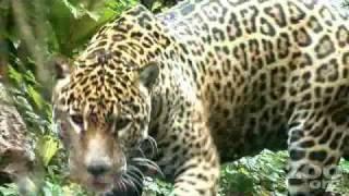 Jaguar Swimming