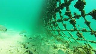 What Lies Beneath - Coogee Beach Shark Net.