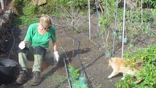 La Palma Finca BiJo - my constant companions in the self-sufficient garden