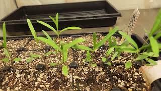 Gaillardia aristata (Blanketflower), Asclepias speciosa (Showy Milkweed) seed 3 weeks after planting