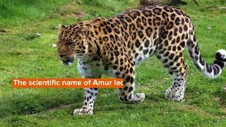 Did You Know? Incredible Amur Leopard Facts