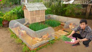 My wife likes chicken coop combined with growing organic vegetables | Mini budget ideas