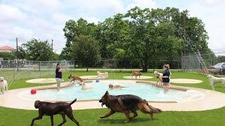 Meadowlake Pet Resort & Training Center- Daycare