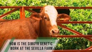 How is the SimGyr genetic work at the sevilla farm  - TvAgro By Juan Gonzalo Angel