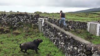 Run Fast On The Wall - JAF (Apartar/Enjaular Touros Freguesia 4 Ribeiras) - Ilha Terceira - Açores