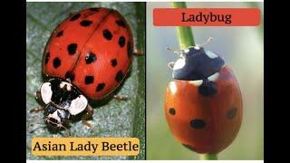 What's the Difference Between Ladybugs and Asian Lady Beetles?