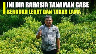 Cukup Pakai Cara ini !! Tanaman Cabe Rawit Pasti Berbuah Lebat