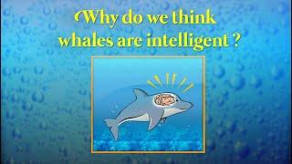 Evolution of brain and intelligence in Whales and Dolphins (Cetacea)