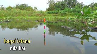 SAMA SEKALI TAK TERJAMAH!! Pesta strike mancing nila di spot kangkung