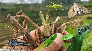 Find the habitat of praying mantises, moths, insects, reptiles