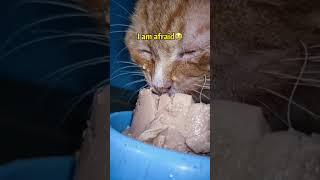 Jutaan orang menangis melihat video ini.|| kucing kelaparan  #shorts