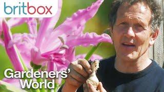 How To Grow Two Beautiful Flowers Which Bloom In September | Gardeners' World