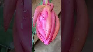 #Shorts | Unopened Cactus Flower Bud - Pink Disocactus Phyllanthoides Flower