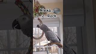 Symon says: Alexa…This is rubbish#africangrey #talkingparrot #funny #parrot #birds #pets #alexa