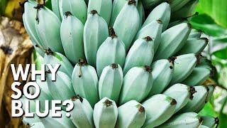 Why Bananas Are At Risk of Extinction