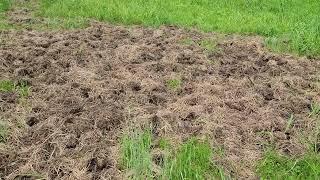 Bale grazing as a tool, natural tillage and a rant.