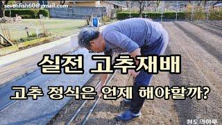 지역에 상관없이 안전하게 고추정식 하는 시기 정리ㆍ고추재배ㆍ텃밭농사ㆍ고추농사