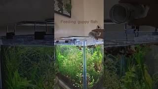 Feeding guppy fish morning food #shorts #viralvideo #trending #fish #guppyfish #feeding #morning