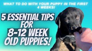 5 Essential Tips For 8-12 Week Old Puppies