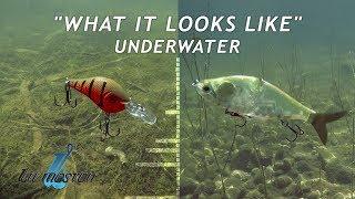 Livingston Lures | What it Looks and Sounds Like Underwater