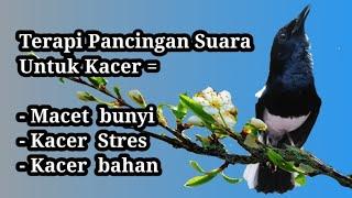 Terapi suara pancingan untuk Kacer hilang fighter, macet bunyi, stres dan Kacer bahan supaya gacor