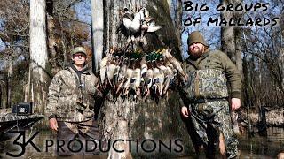 ARKANSAS DUCK HUNTING | WORKING BIG GROUPS